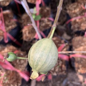 Cây giống ổi Ruby cẩm thạch ruột đỏ