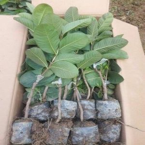 [Cây giống] Ổi Ruby ruột đỏ không hạt Đài Loan