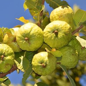 [Cây giống] Ổi Ruby ruột đỏ không hạt Đài Loan