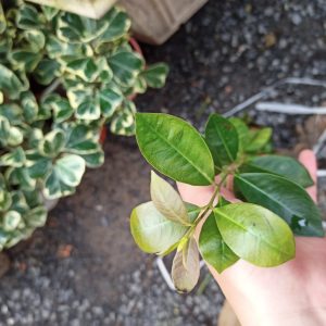 Cây giống ổi nhật - CayGiongTot