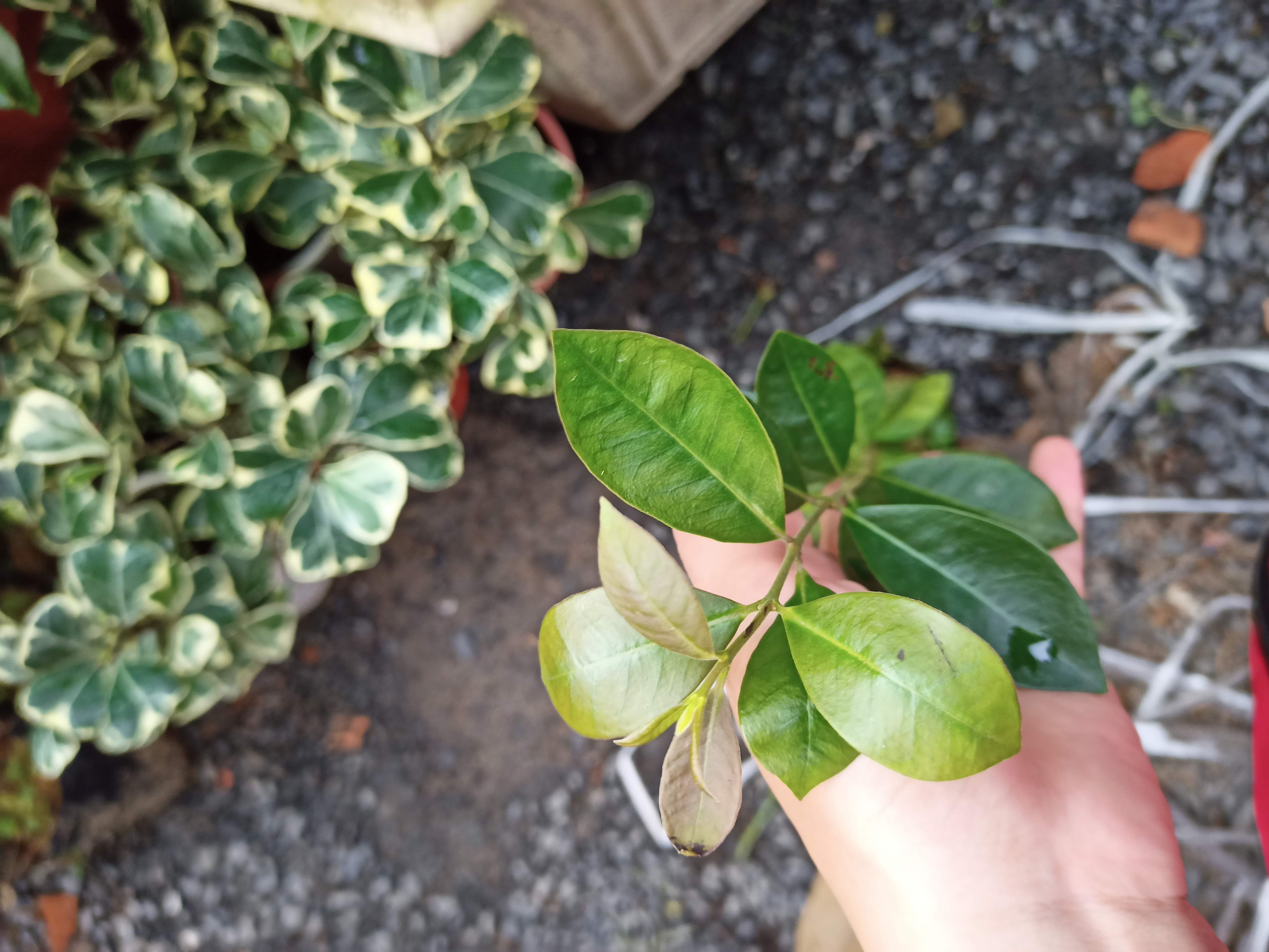 Cây giống ổi nhật - CayGiongTot