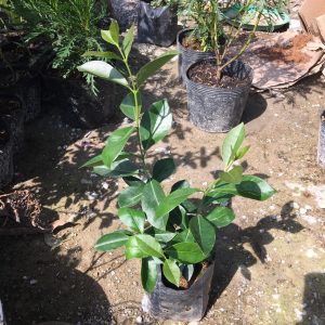 Cây giống Ổi Sim Nhật (Ổi dâu tây đỏ, Strawberry Guava) - quả màu đỏ mận, vị chua ngọt, ngâm rượu rất ngon, trị bệnh mất ngủ, đau lưng và yếu sinh lý.