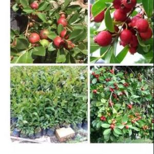 Cây giống ổi nhật - CayGiongTot