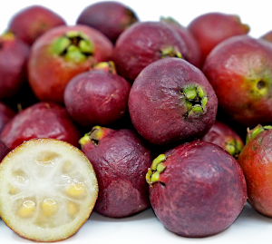 Cây giống Ổi Sim Nhật (Ổi dâu tây đỏ, Strawberry Guava) - quả màu đỏ mận, vị chua ngọt, ngâm rượu rất ngon, trị bệnh mất ngủ, đau lưng và yếu sinh lý.