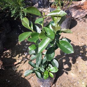 Cây giống ổi nhật - CayGiongTot