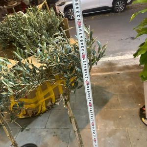 Cây oliu dáng tree cao 1m2