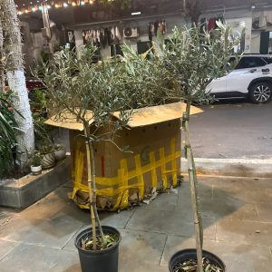 Cây oliu dáng tree cao 1m2