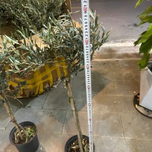 Cây oliu dáng tree cao 1m2