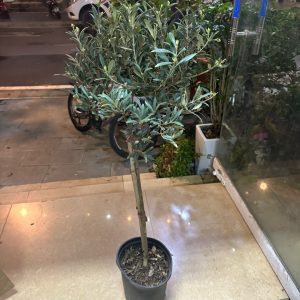Cây oliu dáng tree cao 1m2