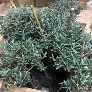 Cây oliu dáng tree cao 1m2