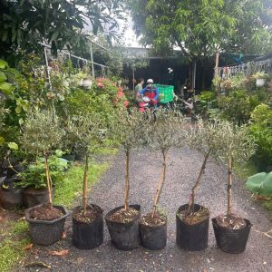 Cây oliu dáng tree cao 1m2