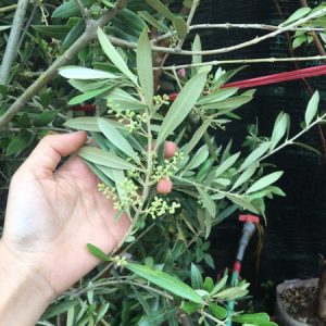 Cây Oliu lớn dáng tree cao >2m