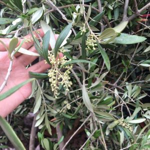 Cây Oliu lớn dáng tree cao >2m