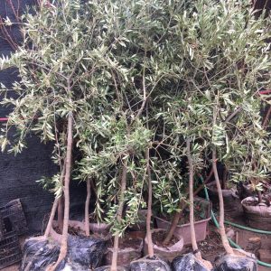 Cây Oliu lớn dáng tree cao >2m