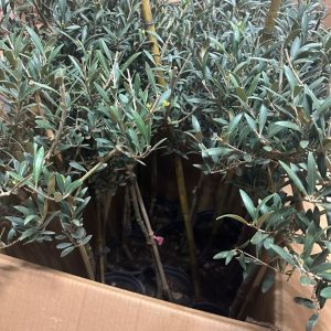 Oliu dáng tree cao 1m7