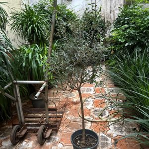 Oliu dáng tree cao 1m7