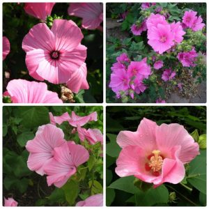 Gói 0.5GR hạt giống hoa Cẩm Quỳ Hồng