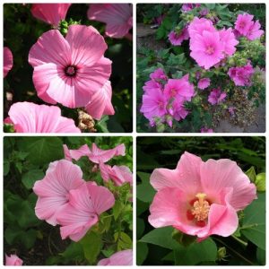 Gói 0.5GR hạt giống hoa Cẩm Quỳ Hồng