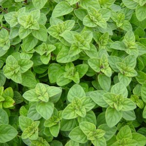 Chậu cây Oregano - Lá Kinh Giới Cay - Origanum vulgare