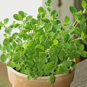 Chậu cây Oregano - Lá Kinh Giới Cay - Origanum vulgare