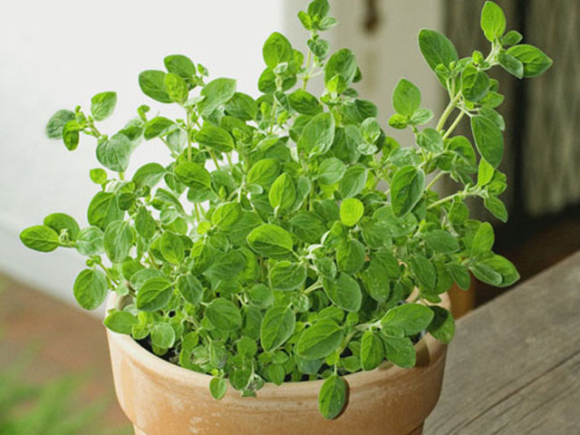 oregano-2-jpeg Chậu cây Oregano - Lá Kinh Giới Cay - Origanum vulgare