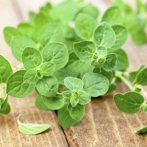 Chậu cây Oregano - Lá Kinh Giới Cay - Origanum vulgare