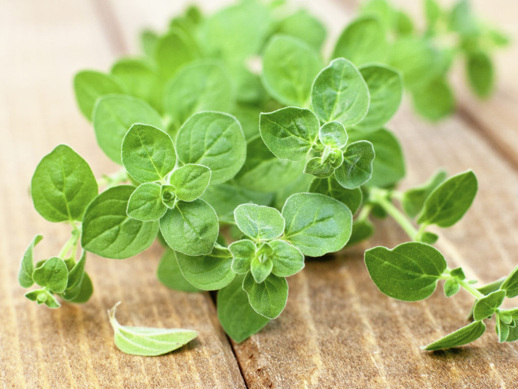 oregano-3 Chậu cây Oregano - Lá Kinh Giới Cay - Origanum vulgare
