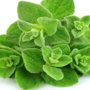 Chậu cây Oregano - Lá Kinh Giới Cay - Origanum vulgare