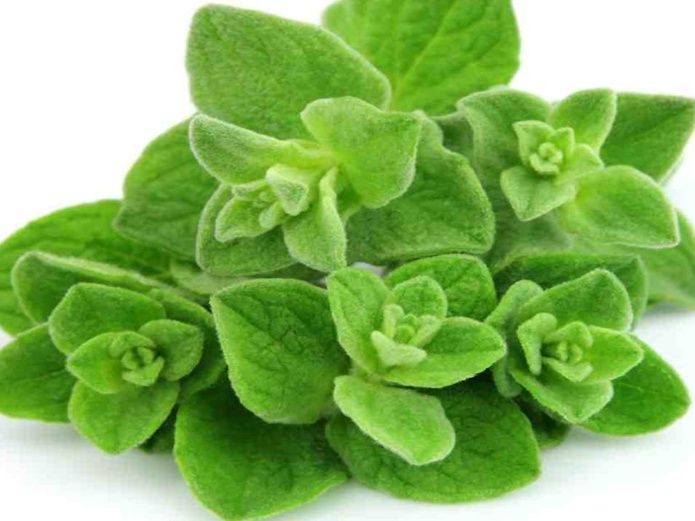 Chậu cây Oregano - Lá Kinh Giới Cay - Origanum vulgare