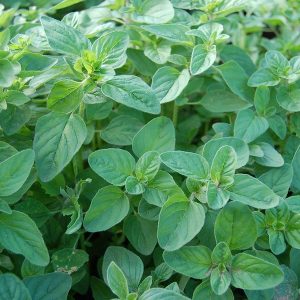 Chậu cây Oregano - Lá Kinh Giới Cay - Origanum vulgare