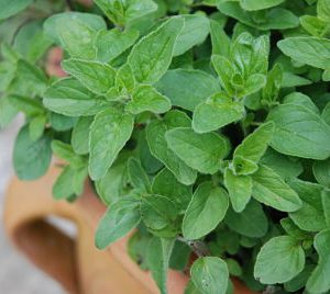 Chậu cây Oregano - Lá Kinh Giới Cay - Origanum vulgare