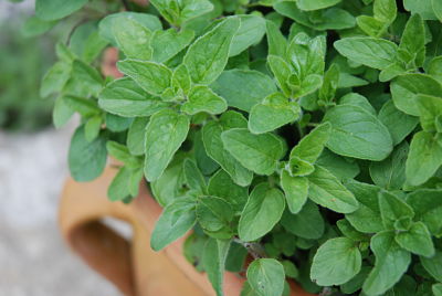 Chậu cây Oregano - Lá Kinh Giới Cay - Origanum vulgare