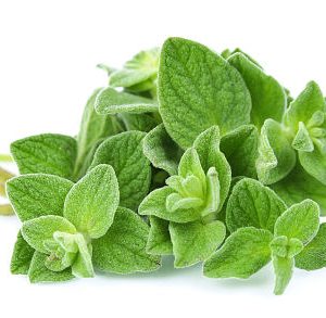 Chậu cây Oregano - Lá Kinh Giới Cay - Origanum vulgare