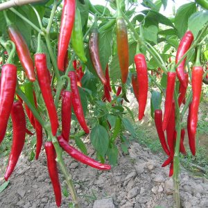Gói 0.1g hạt giống ớt cay lai F1 Ấn Độ