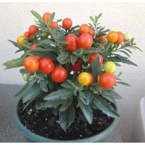 Chậu cây Ớt Pimiento - Ớt Cherry - Ớt Anh Đào - Ớt tròn ngũ sắc - trái non màu tím, chín chuyển đỏ rất đẹp