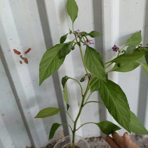 Chậu cây Ớt Pimiento - Ớt Cherry - Ớt Anh Đào - Ớt tròn ngũ sắc - trái non màu tím, chín chuyển đỏ rất đẹp