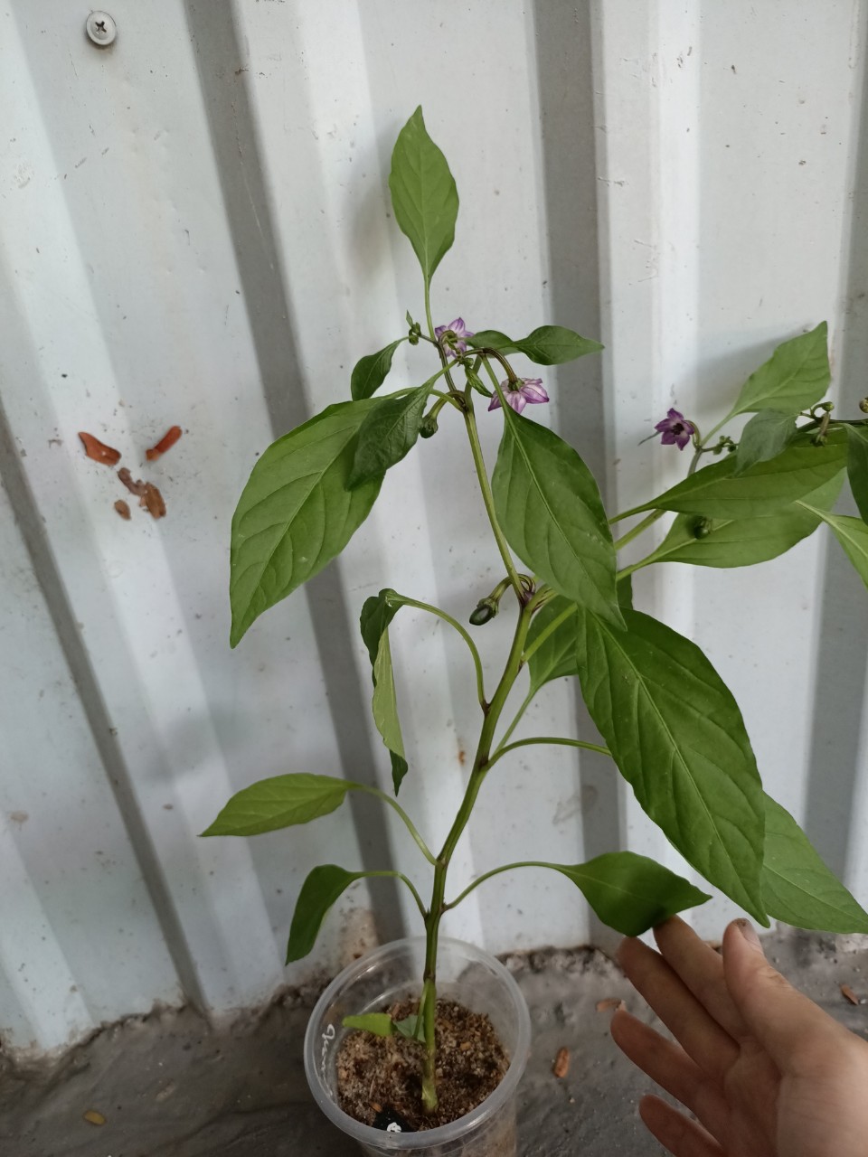 Chậu cây Ớt Pimiento - Ớt Cherry - Ớt Anh Đào - Ớt tròn ngũ sắc - trái non màu tím, chín chuyển đỏ rất đẹp