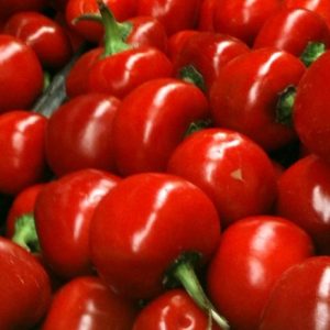 Chậu cây Ớt Pimiento - Ớt Cherry - Ớt Anh Đào - Ớt tròn ngũ sắc - trái non màu tím, chín chuyển đỏ rất đẹp