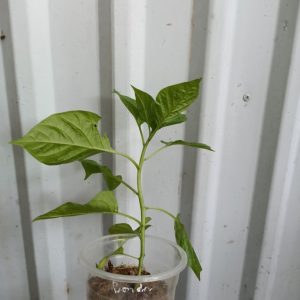 Chậu cây Ớt Bonda Ma Jacques 300,000 Scoville