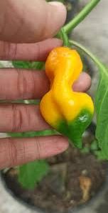 Chậu cây Ớt Bonda Ma Jacques 300,000 Scoville