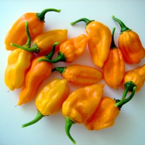Chậu cây Ớt Bonda Ma Jacques 300,000 Scoville