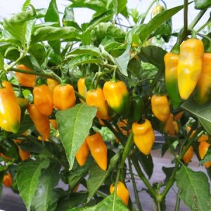 Chậu cây Ớt Bonda Ma Jacques 300,000 Scoville