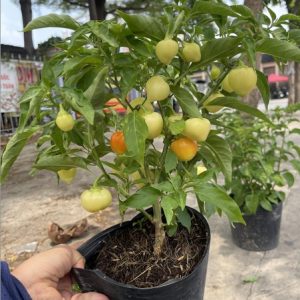Chậu cây ớt Cà chua siêu trái ăn giòn và cay