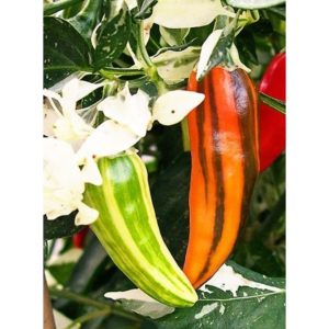 Gói 5 hạt Giống Ớt Cầu Vồng - Châu Phi 60cm (Capsicum)