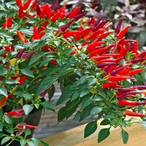 Gói 0.1g hạt giống ớt chỉ thiên siêu cay F1