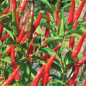 Gói 0.1g hạt giống ớt chỉ thiên siêu cay F1