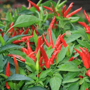 Gói 0.1g hạt giống ớt chỉ thiên siêu cay F1