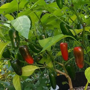 Gói 0.1gr hạt giống Ớt Cay Chịu Nhiệt Sai Trái Jalapeno