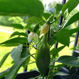 Gói 0.1gr hạt giống Ớt Cay Chịu Nhiệt Sai Trái Jalapeno