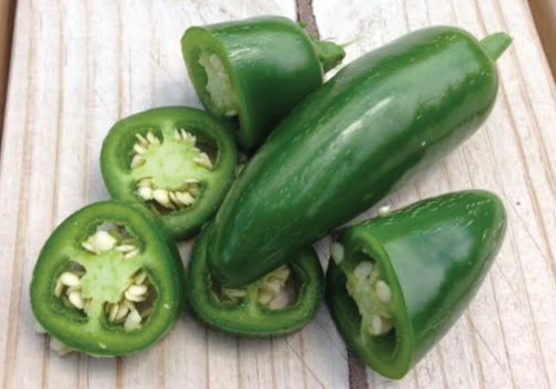 ot-chiu-nhiet-sai-trai-5 Gói 0.1gr hạt giống Ớt Cay Chịu Nhiệt Sai Trái Jalapeno
